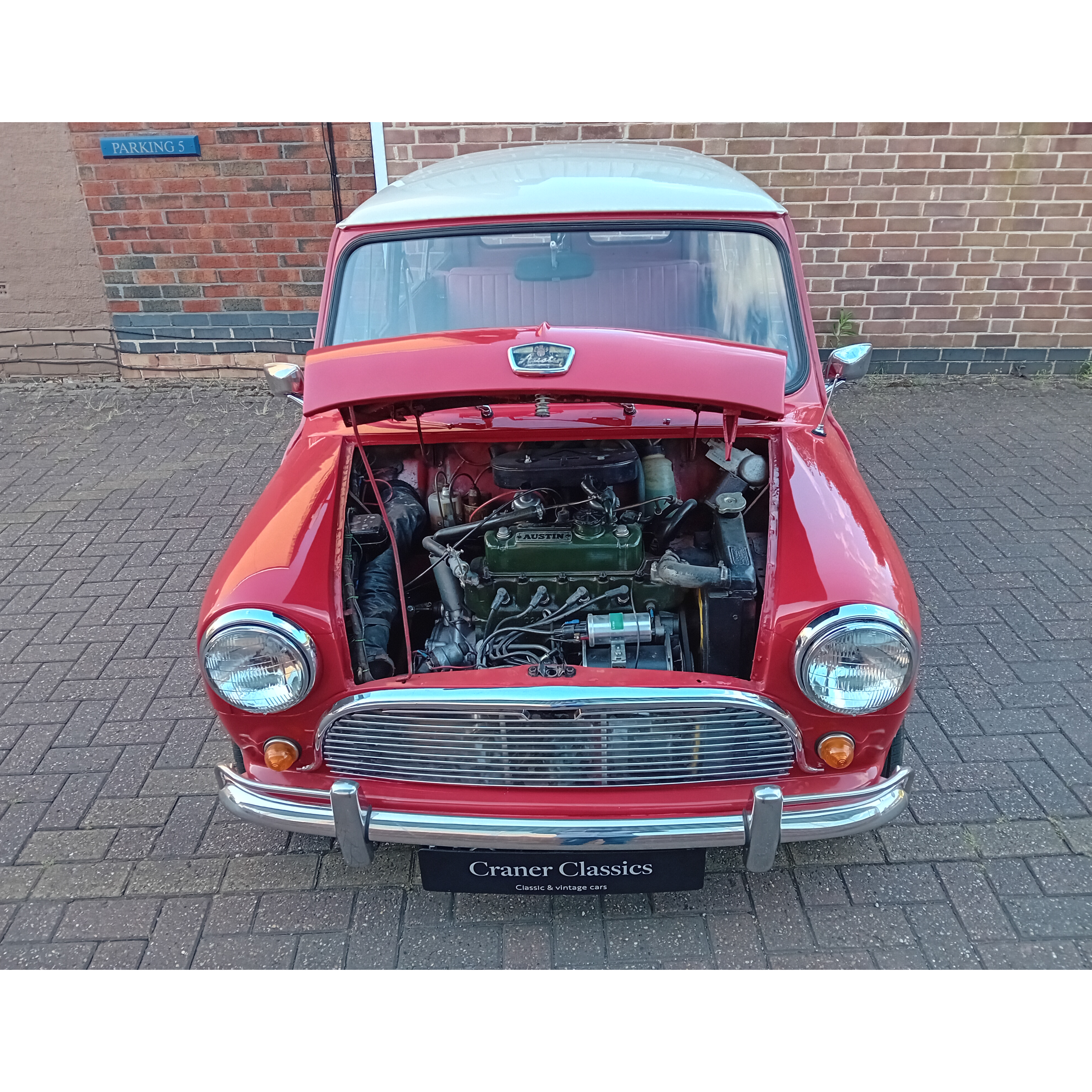 Red woody 19