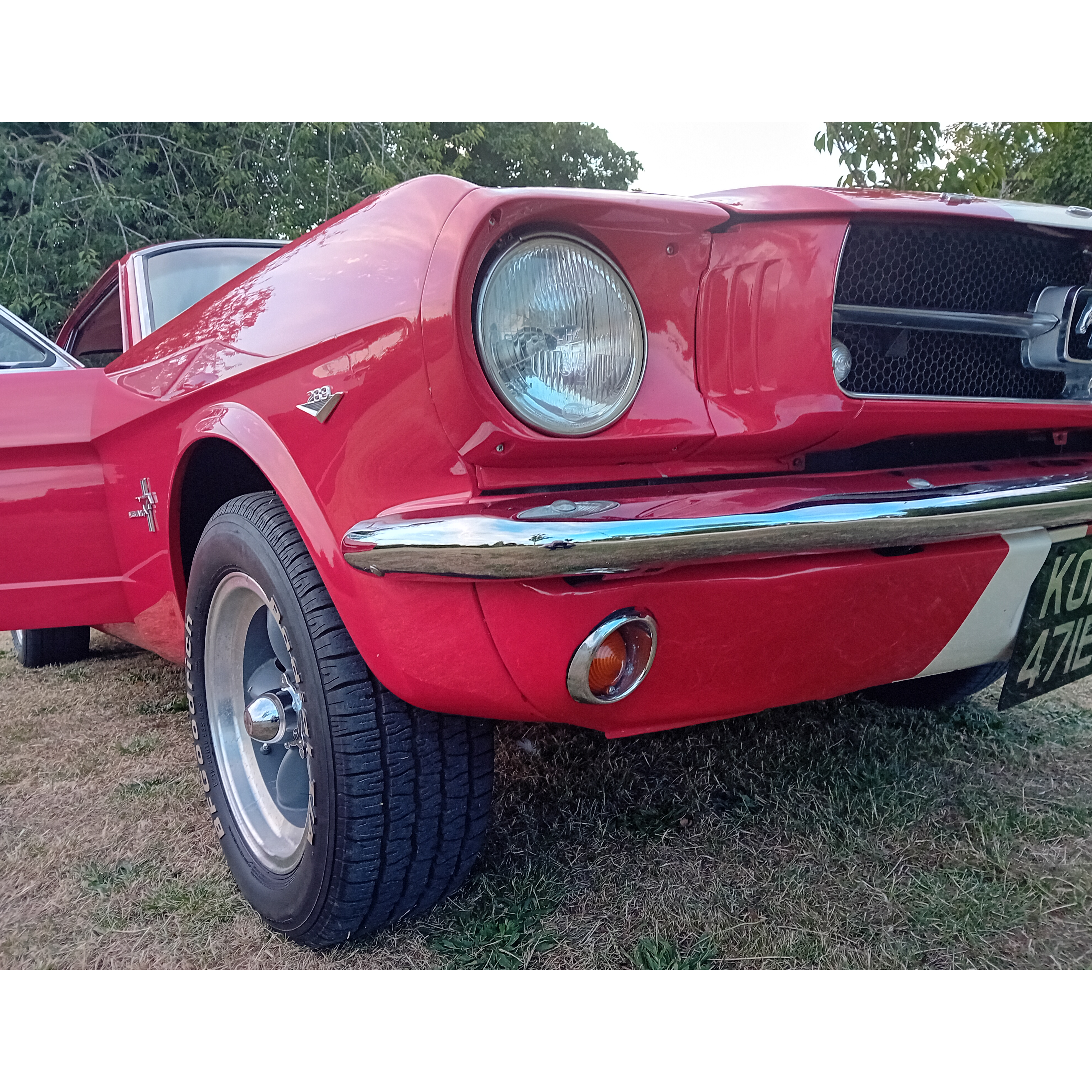 mustang 12